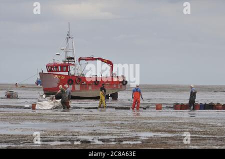 Kommerzielle Fischerboote von Boston und King's Lynn, die in der Wash, einer großen Bucht an der Ostküste Englands, von Hand-Raking Cockles, fahren. Stockfoto