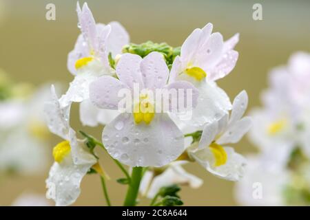 Makroaufnahme von wisley Vanille Nemesia Blumen in Blüte Stockfoto