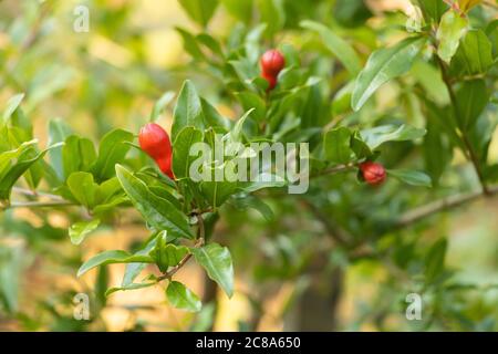 Granatapfel mit Blütenknospen zu Beginn des Sommers. Stockfoto