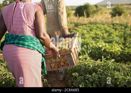 Ehemann und Ehefrau Bauern arbeiten zusammen, um ihre Tomatenernte auf ihrer Farm in Makueni County, Kenia, zu ernten. Stockfoto