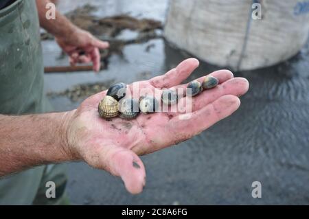 Kommerzielle Fischerboote von Boston und King's Lynn, die in der Wash, einer großen Bucht an der Ostküste Englands, von Hand-Raking Cockles, fahren. Stockfoto