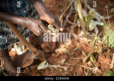 Ein älterer Kleinbauer erntet während einer Dürre in Kenia, Ostafrika, eine magere Ernte von Mais und Bohnen. Stockfoto