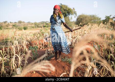 Eine ältere Kleinbäuerin steht in ihrem von Dürre heimgesuchten Maisfeld im Makueni County, Kenia, Ostafrika. Stockfoto