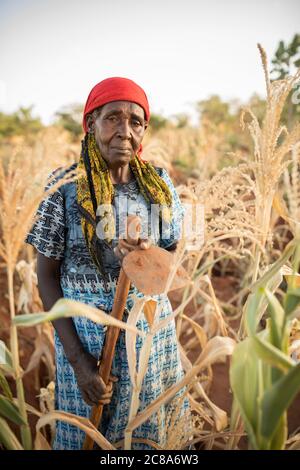 Eine ältere Kleinbäuerin steht in ihrem von Dürre heimgesuchten Maisfeld im Makueni County, Kenia, Ostafrika. Stockfoto