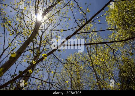 Sonne strahlend durch die Aspen Bäume von Nord Arizona, nahe der Stadt Greer in den White Mountains. Stockfoto