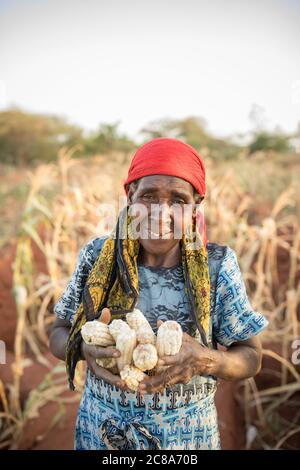 Eine glückliche ältere Frau hält einen Haufen frisch geernteter Maisähren auf ihrer Farm im Makueni County, Kenia, Ostafrika. Stockfoto