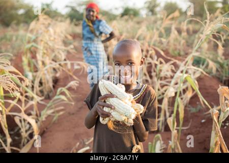 Ein lächelndes elfjähriges Mädchen hält auf der Farm ihrer Familie im Makueni County, Kenia, Ostafrika, einen Haufen frisch geernteter Maisohren. Stockfoto