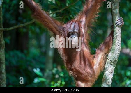 Ein wild gefährdeter Orang-Utan im Regenwald der Insel Borneo, Malaysia, aus nächster Nähe. Orang-Utan-Affe auf Baum in der Natur Stockfoto