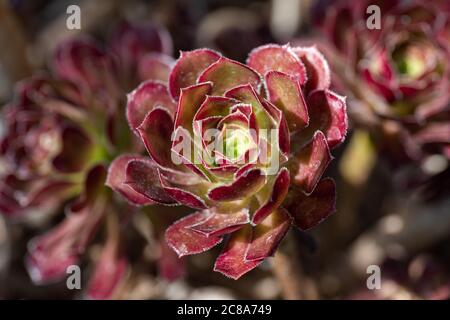 Nahaufnahme der Rosette der Blätter des Aeonium arboreum oder des Baumes aeonium oder Baum houseleek oder Irish Rose Stockfoto