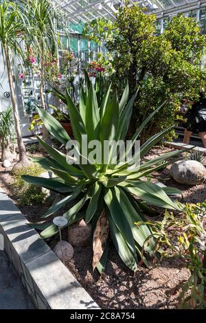 Agave attenuata, auch bekannt als Löwenschwanz, Schwanenhals oder Fuchsschwanz im Winter Garden städtischen Wintergarten in Helsinki, Finnland Stockfoto