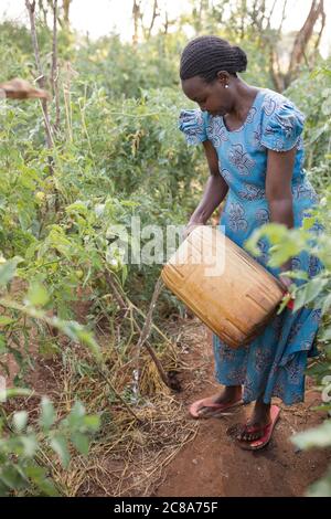 Eine Kleinbäuerin trägt Wasser zu ihren Ernten auf seiner Farm im Makueni County, Kenia, Ostafrika. Stockfoto