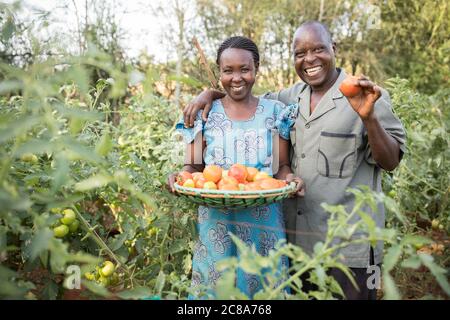 Ein lächelnder Ehemann und eine lächelnde Frau halten zusammen einen Korb mit frisch geernteten Tomaten auf ihrer Farm im Makueni County, Kenia, Ostafrika. Stockfoto