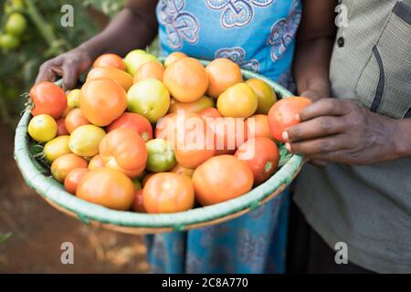 Agnes Nduku (46) und ihr Mann Alfonse Nzuki (53) halten frisch geerntete Tomaten auf dem kleinen Bauernhof ihrer Familie im Makueni County, Kenia. LWR Jesaja Stockfoto