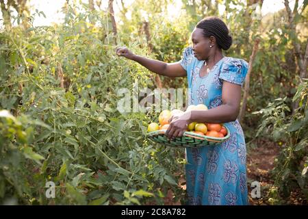 Eine Kleinbäuerin erntet Tomaten auf ihrer Gemüsefarm im Makueni County, Kenia, Ostafrika. Stockfoto