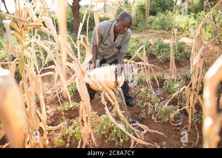 Ein Kleinbauern bringt Wasser zu seinen Ernten auf seiner Farm im Makueni County, Kenia, Ostafrika. Stockfoto