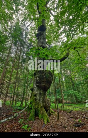 Herzförmige Buchenbaumauswuchs im Hans-Watzlik-Hain Urwald in Süddeutschland Stockfoto