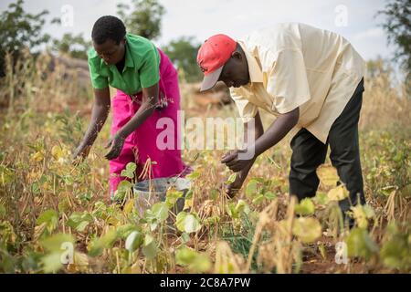 Ein Mann und Frau Team arbeiten zusammen, um Mungbohnen auf ihrer Farm in Makueni County, Kenia, Ostafrika zu ernten. Stockfoto