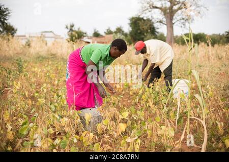 Ein Mann und Frau Team arbeiten zusammen, um Mungbohnen auf ihrer Farm in Makueni County, Kenia, Ostafrika zu ernten. Stockfoto