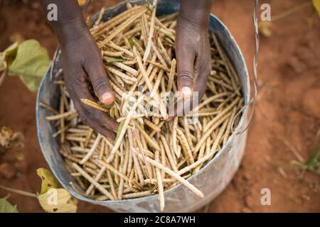 Ein Bauer hält eine Handvoll frisch geernteter Mungbohnen (auch als grünes Gramm bezeichnet) im Makueni County, Kenia, Ostafrika. Stockfoto