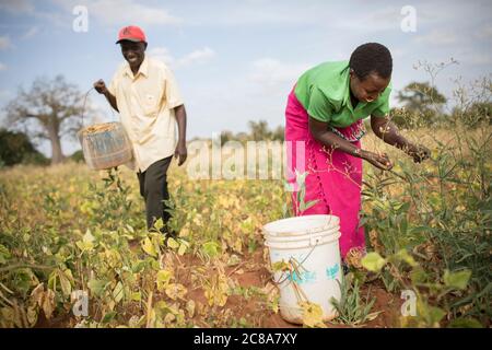 Ein Mann und Frau Team arbeiten zusammen, um Mungbohnen auf ihrer Farm in Makueni County, Kenia, Ostafrika zu ernten. Stockfoto