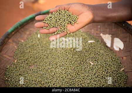 Eine Frau hält eine Handvoll Mungbohnen (auch als grünes Gramm bezeichnet) im Makueni County, Kenia, Ostafrika. Stockfoto