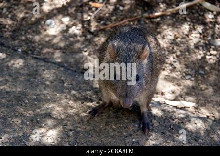 Gefährdete Langnasenkänguru, die in Unterholz, Südaustralien, Australien, foriert Stockfoto