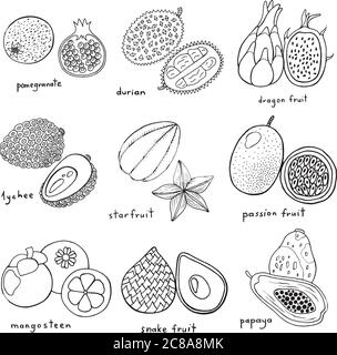 Schwarz-Weiß handgezeichnetes Set mit tropischen exotischen Früchten. Vect Stock Vektor