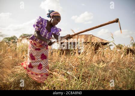 Eine Frau arbeitet auf ihrer von Dürre heimgesuchten Maisfarm im Makueni County, Kenia, Ostafrika. Stockfoto