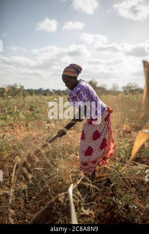 Eine Frau arbeitet auf ihrer von Dürre heimgesuchten Maisfarm im Makueni County, Kenia, Ostafrika. Stockfoto