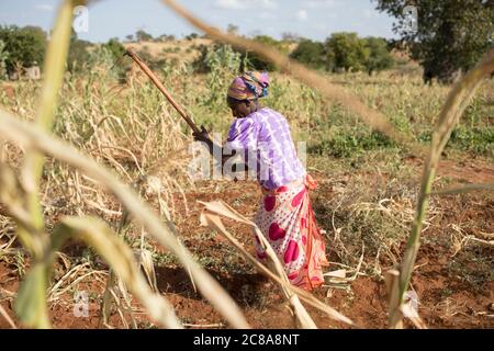 Eine Frau arbeitet auf ihrer von Dürre heimgesuchten Maisfarm im Makueni County, Kenia, Ostafrika. Stockfoto