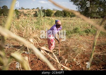 Eine Frau arbeitet auf ihrer von Dürre heimgesuchten Maisfarm im Makueni County, Kenia, Ostafrika. Stockfoto