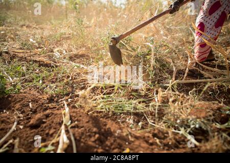 Eine Frau arbeitet auf ihrer von Dürre heimgesuchten Maisfarm im Makueni County, Kenia, Ostafrika. Stockfoto