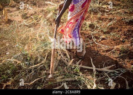 Eine Frau arbeitet auf ihrer von Dürre heimgesuchten Maisfarm im Makueni County, Kenia, Ostafrika. Stockfoto