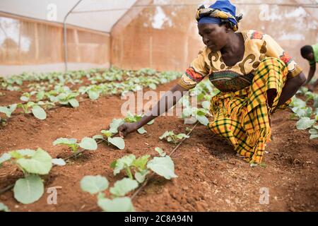 Mitglieder einer Frauenkooperative bauen grünes Gemüse in einem Gewächshaus im Makueni County, Kenia, Ostafrika. Stockfoto