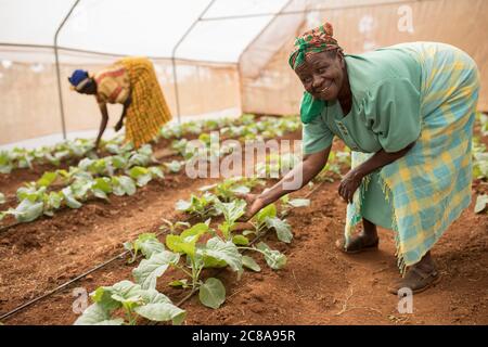 Mitglieder einer Frauenkooperative bauen grünes Gemüse in einem Gewächshaus im Makueni County, Kenia, Ostafrika. Stockfoto