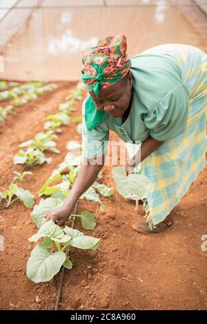 Mitglieder einer Frauenkooperative bauen grünes Gemüse in einem Gewächshaus im Makueni County, Kenia, Ostafrika. Stockfoto