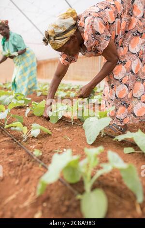 Mitglieder einer Frauenkooperative bauen grünes Gemüse in einem Gewächshaus im Makueni County, Kenia, Ostafrika. Stockfoto