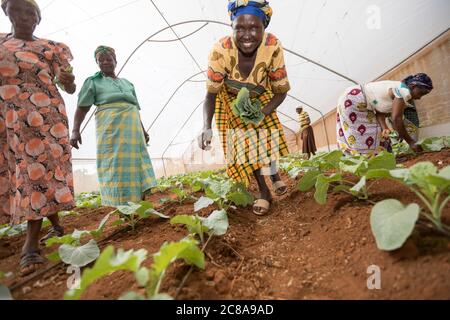 Mitglieder einer Frauenkooperative bauen grünes Gemüse in einem Gewächshaus im Makueni County, Kenia, Ostafrika. Stockfoto