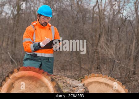 Forsttechniker sammelt während des Protokollierungsprozesses Datennotizen in der Gesamtstruktur Stockfoto