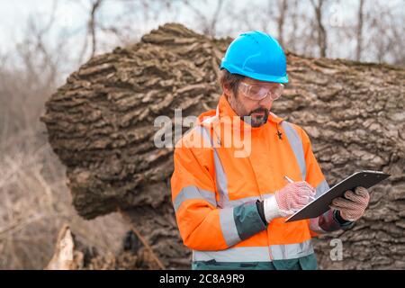 Forsttechniker sammelt während des Protokollierungsprozesses Datennotizen in der Gesamtstruktur Stockfoto