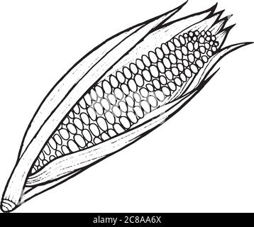 Mais Malseite Hand gezeichnet Illustration Stock Vektor