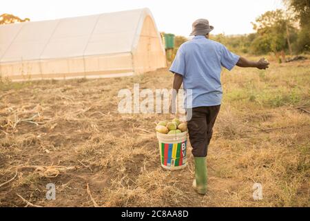 Ein Bauer sammelt Mangos, die er auf seinem Mangobaumgarten im Makueni County, Kenia, Ostafrika, pflückte. Stockfoto