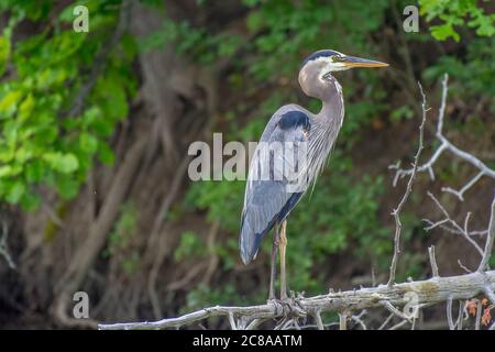 Ein großer, farbenfroher, erwachsener Blaureiher, der auf einem gefallenen toten Baum steht, mit schönem blaugrau-braunen Gefieder und Federn, mit Blick auf einen See. Stockfoto