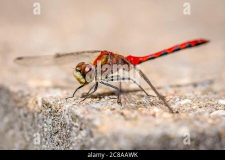 Nahaufnahme einer winzigen roten und goldenen Libelle, die auf einem Stein in der Sonne ruht. Stockfoto