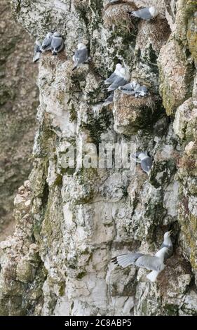 Zuchtgruppe der erwachsenen Kittiwake mit jungen Jungfischen an ihrem Brutplatz auf den Kalksteinfelsen bei Bempton, Yorkshire, England Stockfoto