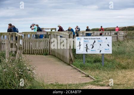 Vogelbeobachter bei Bempton Cliffs, Yorkshire, mit RSPB-Schild, das die Entwicklung einer Gannet von einem Jugendlichen zu einem erwachsenen Vogel zeigt. Stockfoto