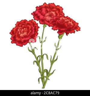 Nelke Blume Grafik Farbe isoliert Bouquet Skizze Illustration Vektor Stock Vektor