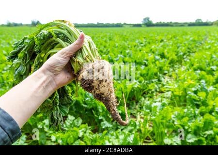 Nahaufnahme einer Zuckerrübe, die in einer Zuckerrübenfarm in Hertfordshire, Großbritannien, aus dem Boden gezogen wurde Stockfoto