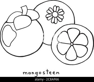 Mangostan Malvorlagen. Grafik Vektor schwarz-weiß Kunst für Malbücher für Erwachsene. Tropische und exotische Frucht Linie Illustration. Stock Vektor