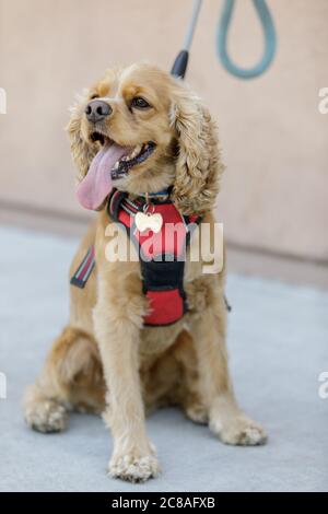 American Cocker Spaniel Puppy sitzen und hecheln Stockfoto